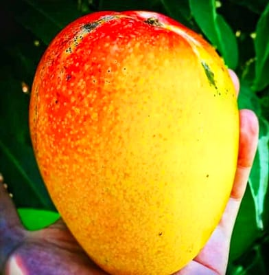 Kensington Pride Mango Fruit Plant & Tree-(Grafted)