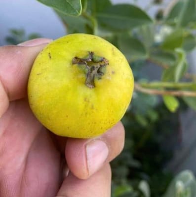 Lemon Guava Live Fruit Plant-(Grafted)