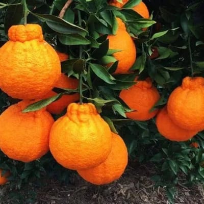 Dekopon Orange Fruit Plant & Tree-(Grafted)