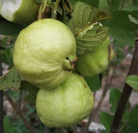 Golden 8 Guava Live Fruit Plant-(Grafted)