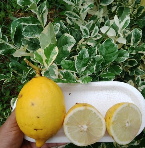 Variegated Lemon Fruit Plant & Tree-(Grafted)