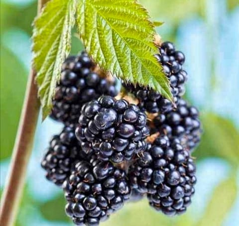 Black Berry Fruit Plant & Tree-(Grafted)