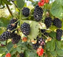 Black Berry Fruit Plant & Tree-(Grafted)