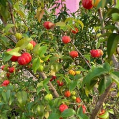 Red Surinam Cherry Fruit Plant & Tree (Grafted)