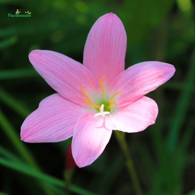 Pink Rain Lily Flower Bulb (pack of 10 bulbs)