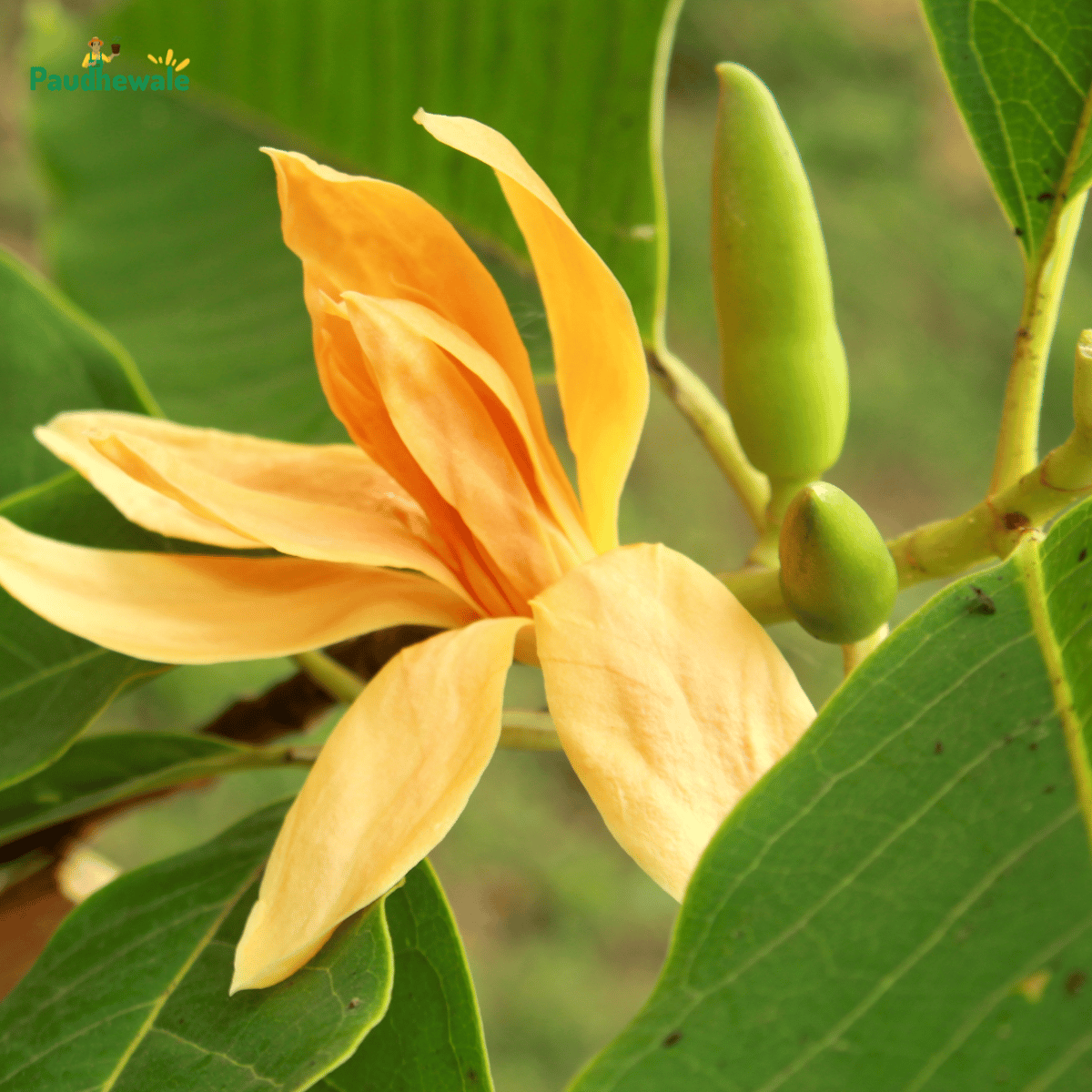 Golden Champa (Magnolia Champaca) Flowering Live Plant