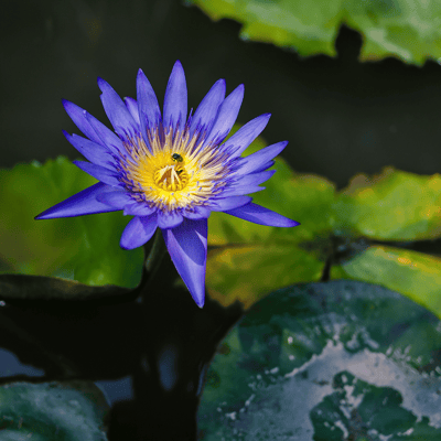 Blue Lotus Flower Tuber