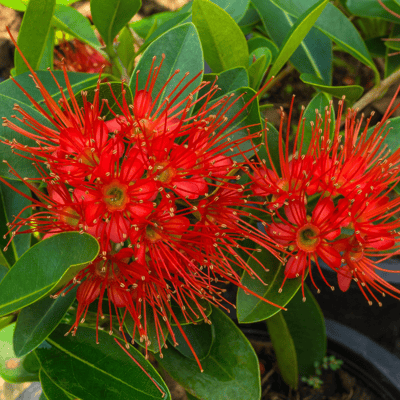 First Love Flower Plant (Red)