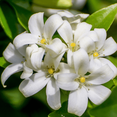 Rai Beli / Jasmine Beli Flower Plant