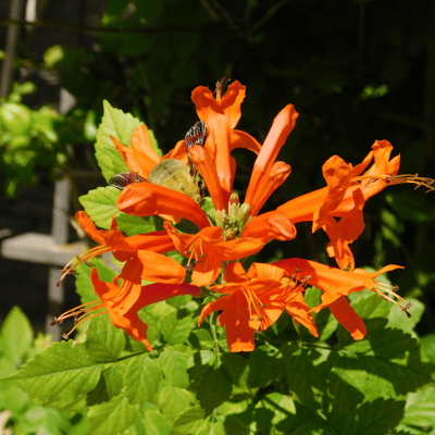 Tecoma(Shrub Orange) Flower Plant