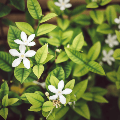 Madhu Kamini Flower Plant