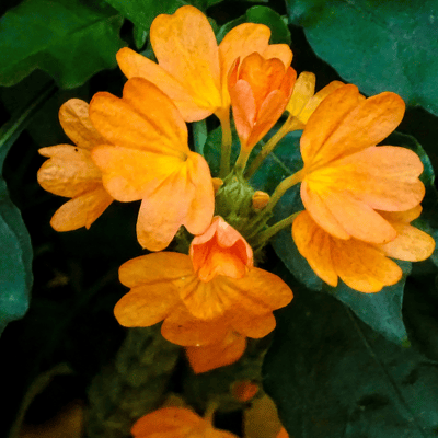 Kusanda Flower Plant