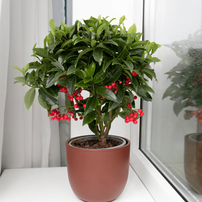 Ardisia Crenata ( Christmas Berry ) Flower Plant