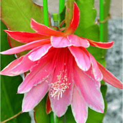 Brahma Kamal - (Saussurea obvallata) Flowering Live Plant - (Pink)