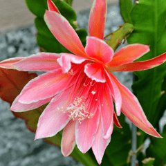 Brahma Kamal - (Saussurea obvallata) Flowering Live Plant - (Pink)