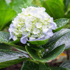 Hydrangea macrophylla Flower Plant(White)
