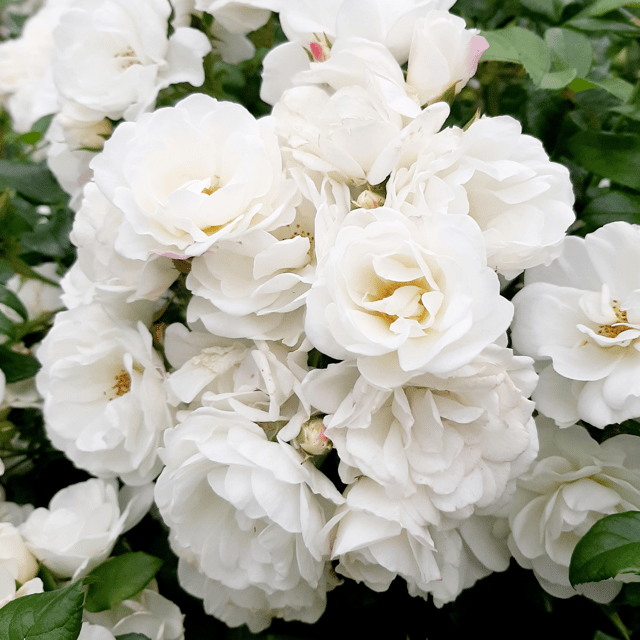 Hydrangea macrophylla Flower Plant(White)