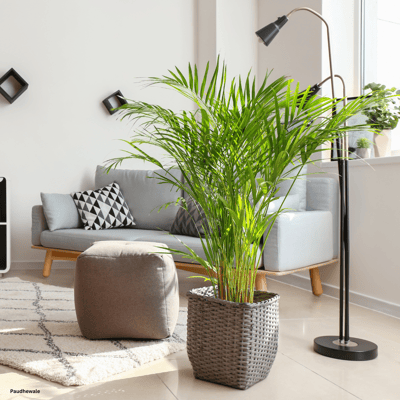 Sepotia Palm Plant/Tree
