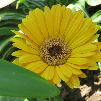 Gerbera Yellow Flower Plant