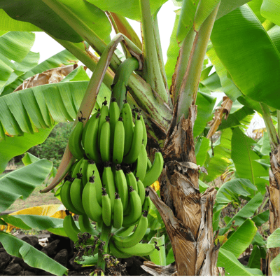 Banana G9 Fruit plant
