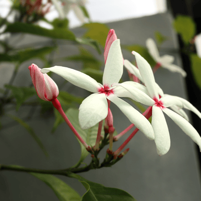 Kopsia Pink Gardenia Flowers Plant