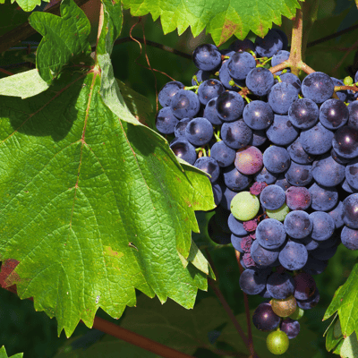 Black Grapes Fruit Plant