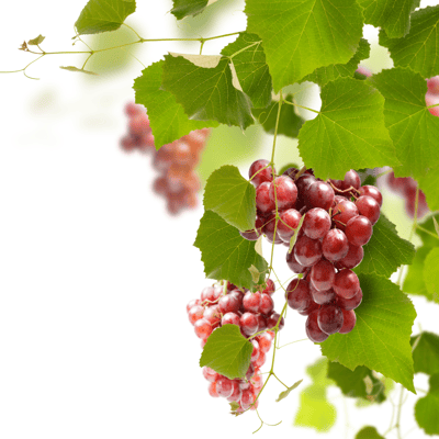 Red Grapes Fruit Plant