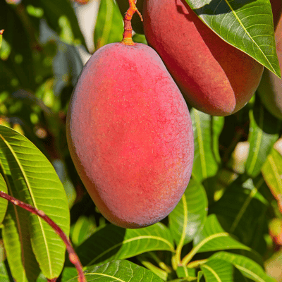 Sensation Mango Plant/Tree