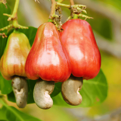 Kaju Badam ( Cashew Nut) Fruit Plant