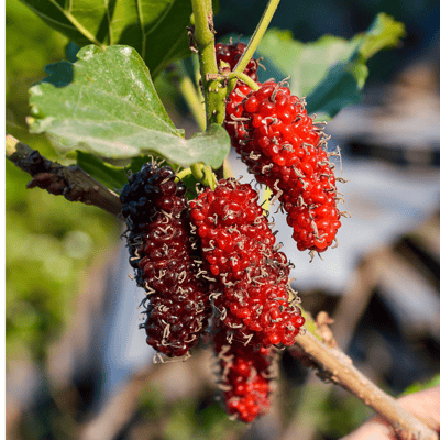 Brazilian Long Mulberry Fruits Plant & Tree