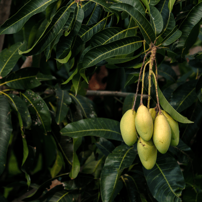 Three Test (3 Test) Mango Fruit Plan