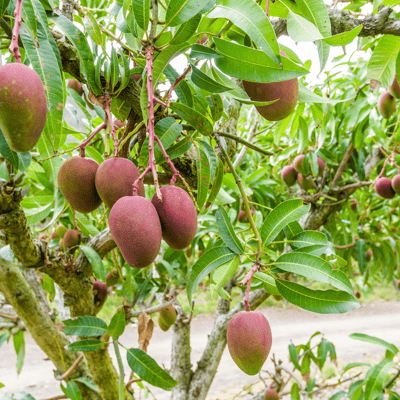 Taiwan Red Mango Plant