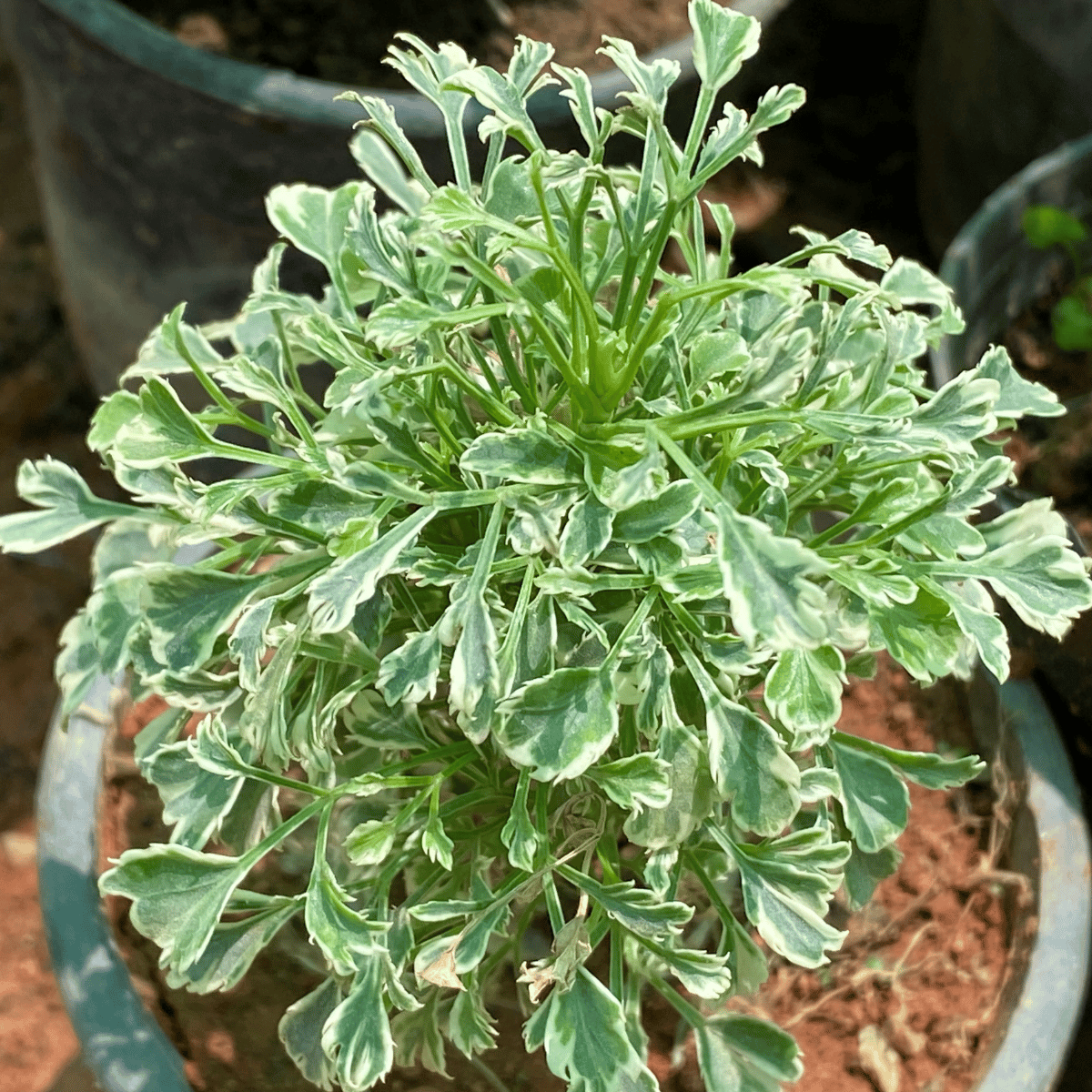 Variegated White Aralia Plant