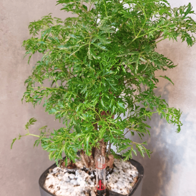 Aralia Green Indoor Plant