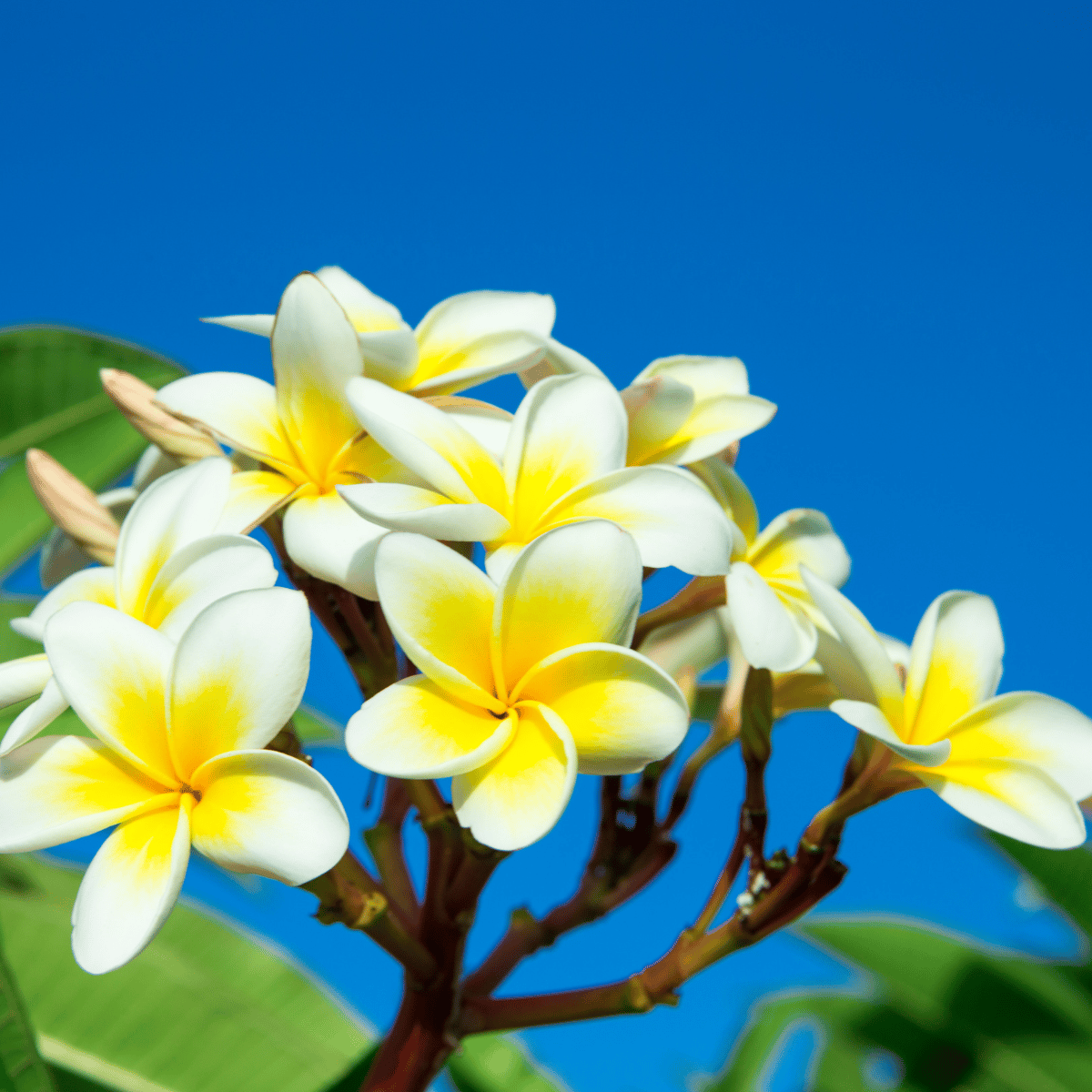 Katchapa / Plumeria Live Flower Plant