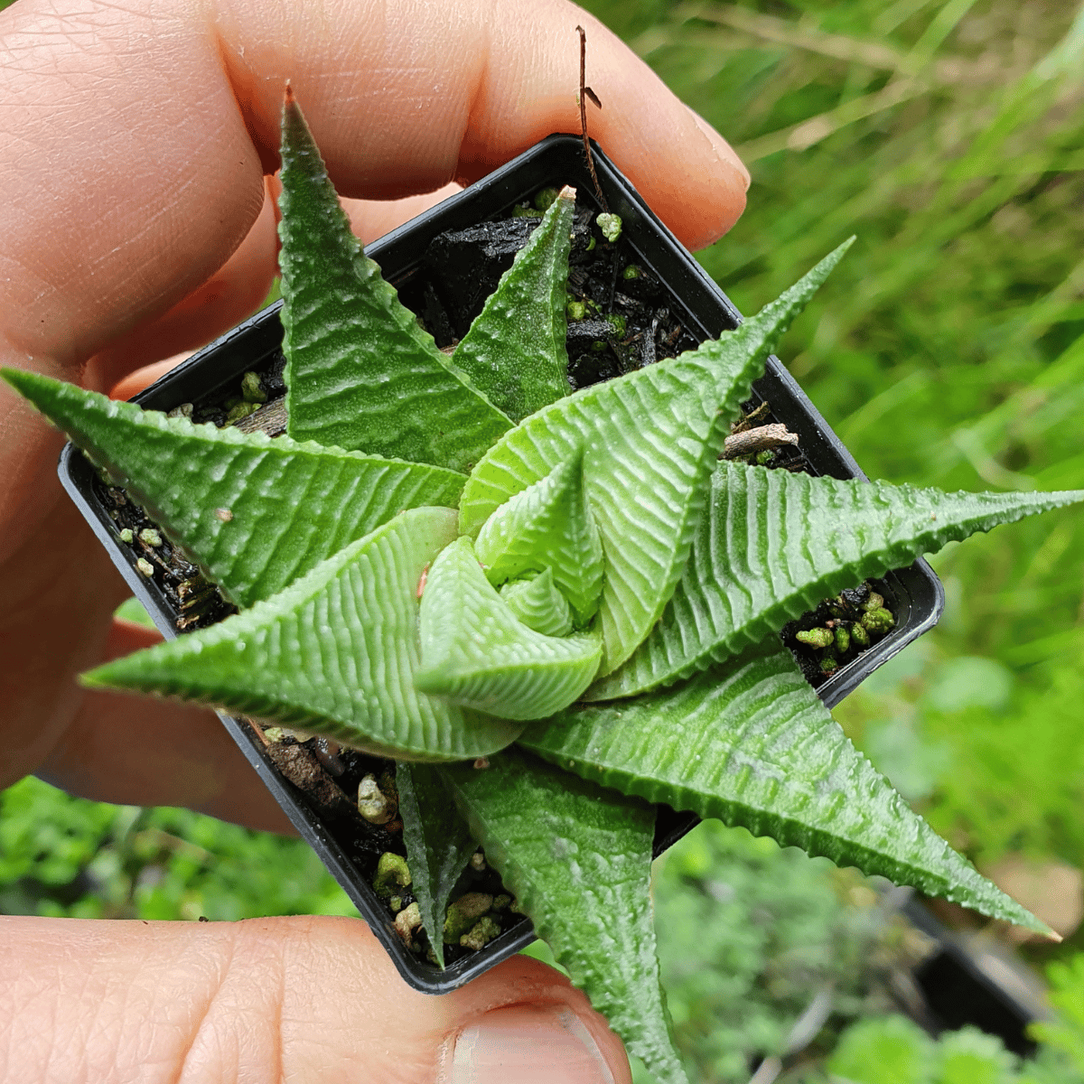 Haworthia Coarctata  Live Indoor Succulents Plant -  (Bare Rooted)