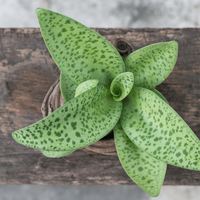 Drimiopsis Plant (Leopard Lily) (Bare Rooted)