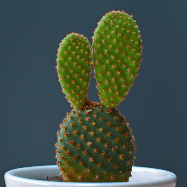 Bunny Ear Cactus (Opuntia Microdasys) - (Bare Rooted)
