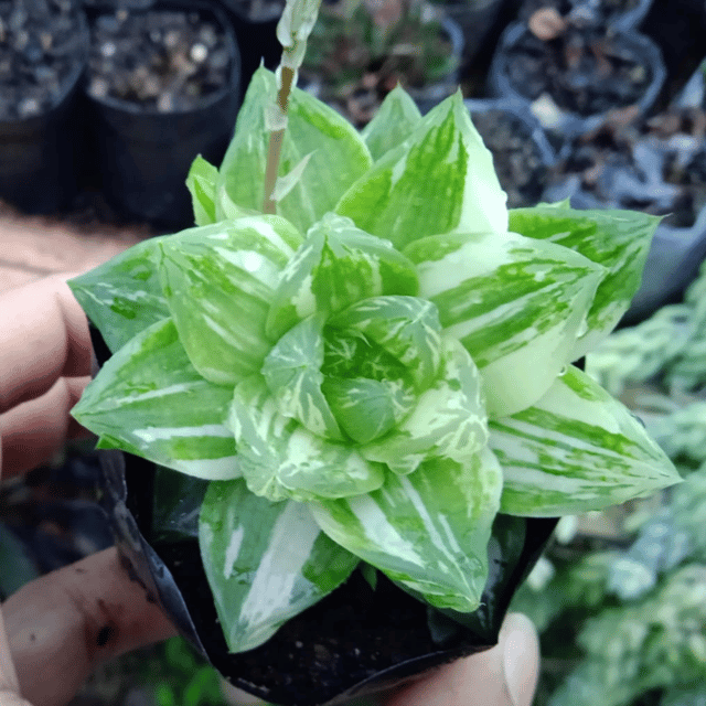 Variegated Haworthia Succulent Plant(Bare Rooted)
