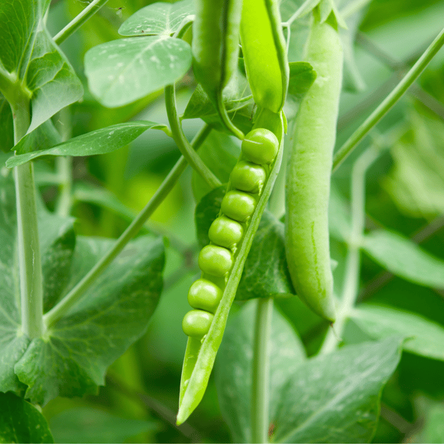 Organic Peas Seeds (Pack Of - 25 Seeds)