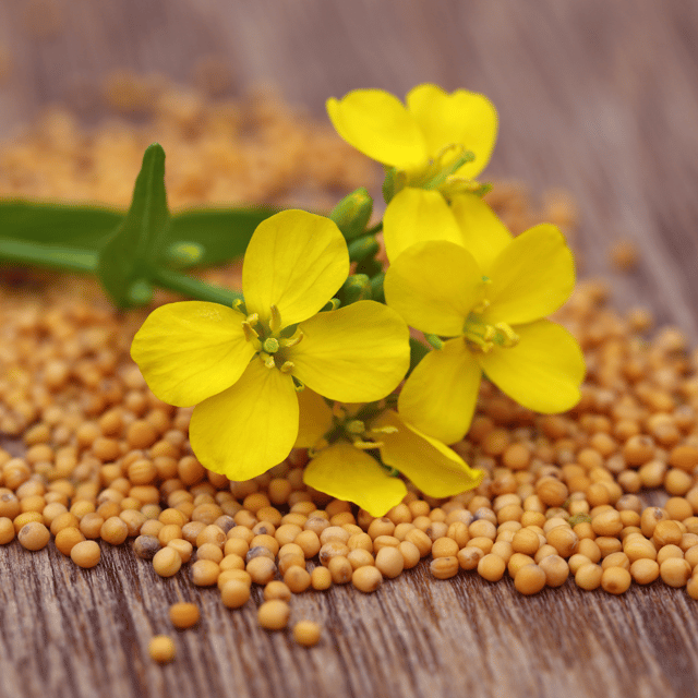 Organic (Desi) Mustard/Sarso Seeds(Pack Of - 100Seeds)