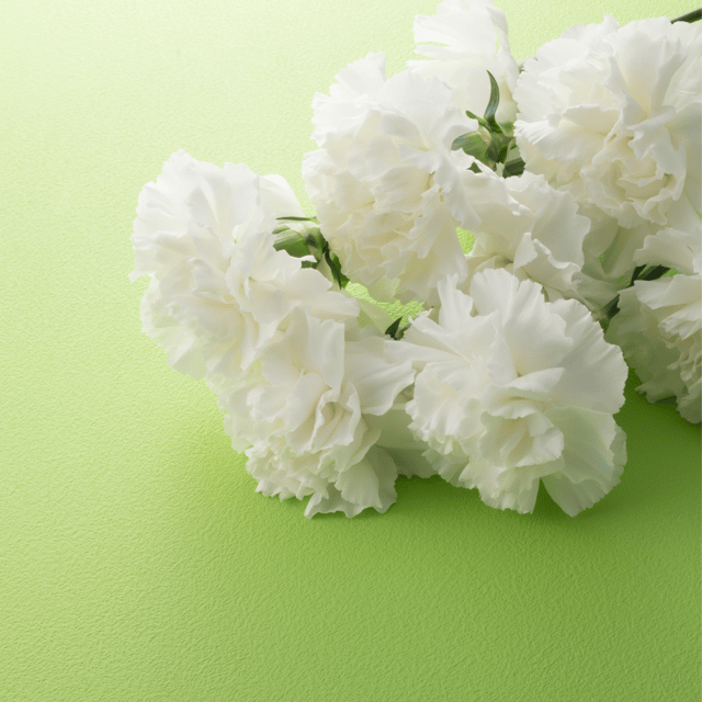 Carnation Flower (Mix) Seed (Pack Of -50 Seeds)