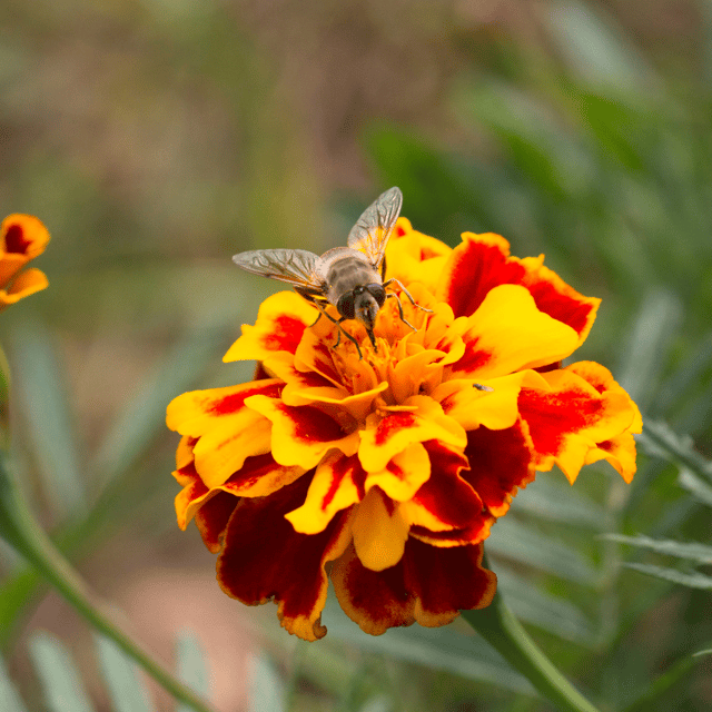 French(Jafri) Marigold Flower Seed (Pack Of - 50 Seeds)