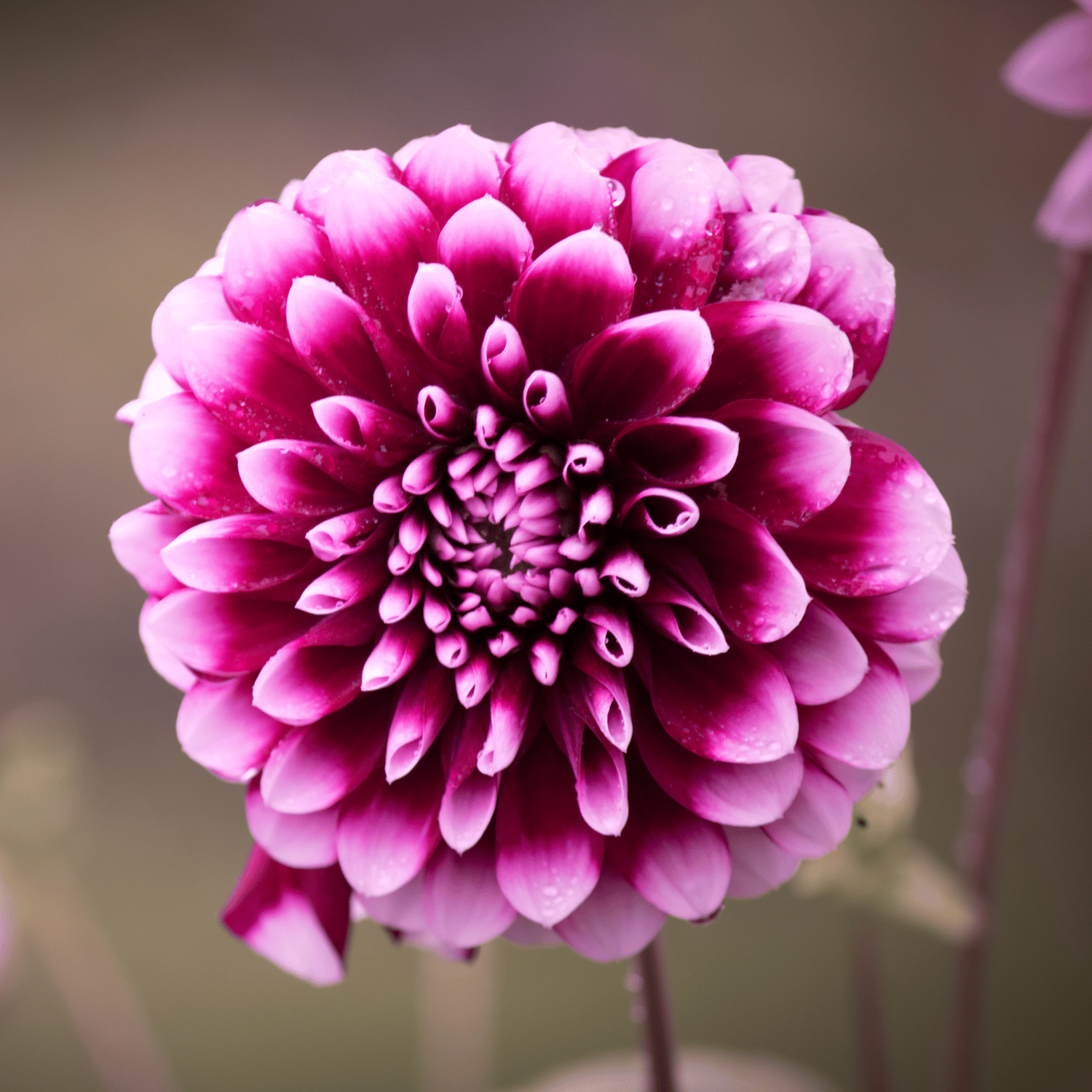 Dahlia Flower (Mix) Seed (Pack Of -50 Seeds)