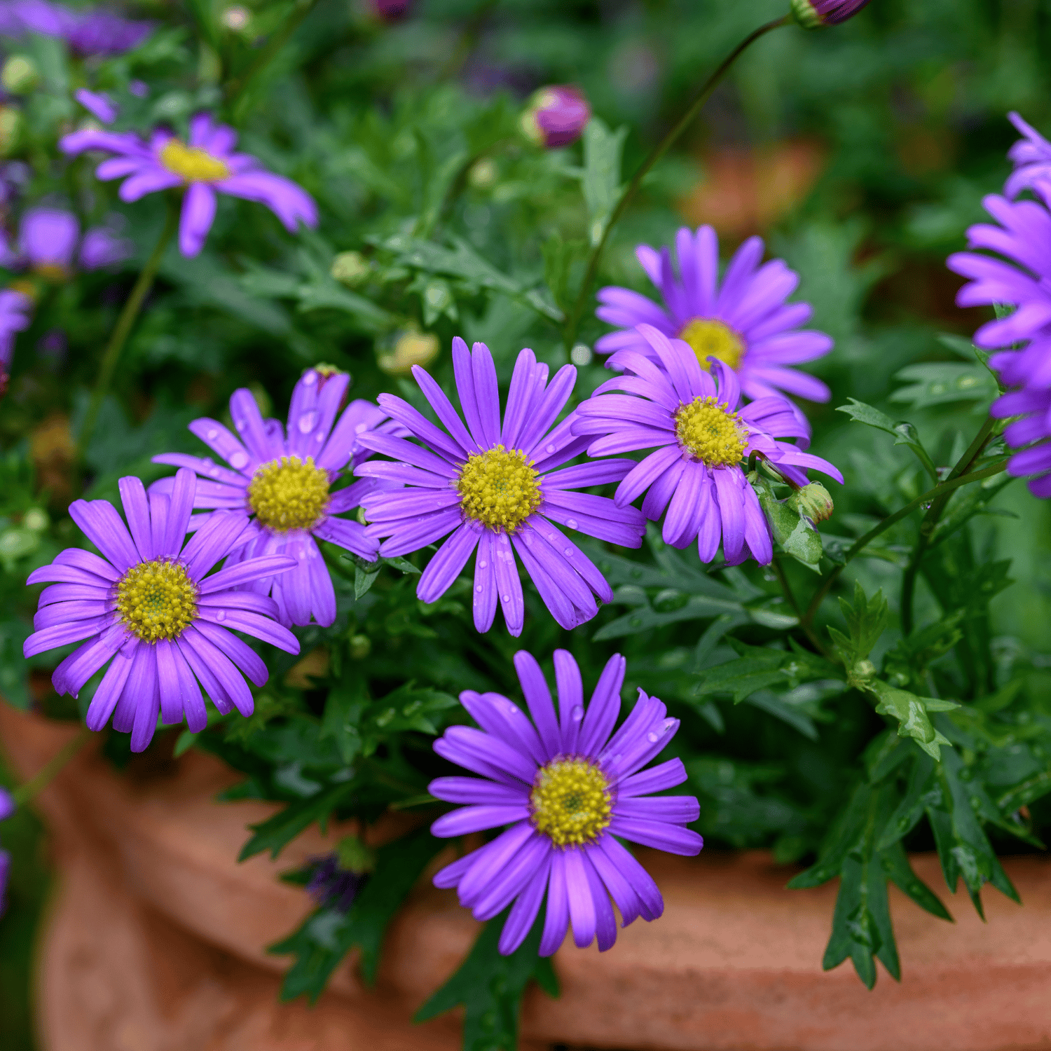 Brachyscome Flower Seeds (Pack Of-20)