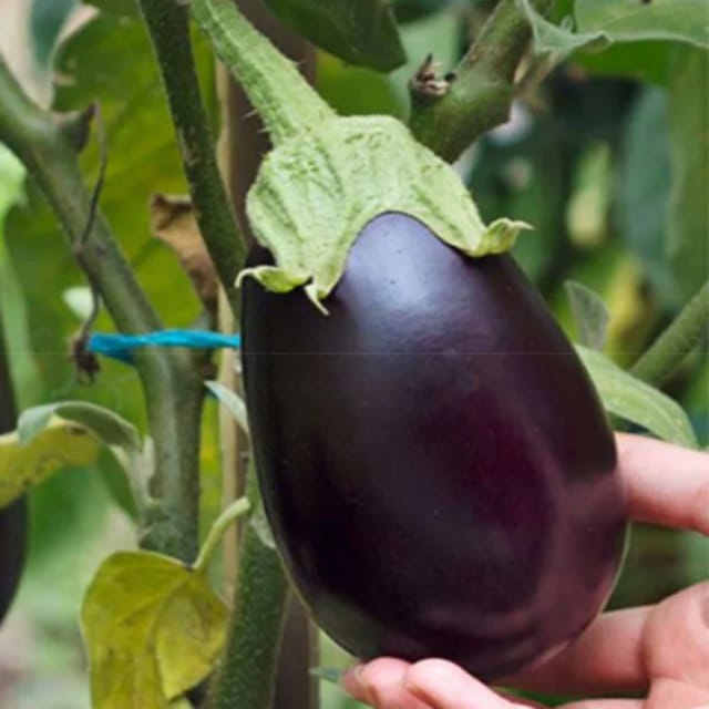 Organic Brinjal (Round) Seeds(Pack Of - 100 Seeds)