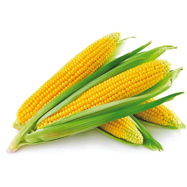 Organic Maize / Makka (Corn) Seeds (Pack Of - 25 Seeds)
