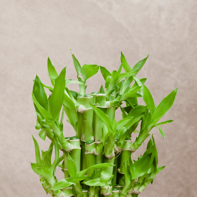 Buy Combo of Two Layer Lucky Bamboo with Pot Online at Paudhewale