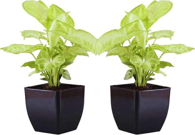Double Syngonium Live Indoor Plant Combo In Black Pot