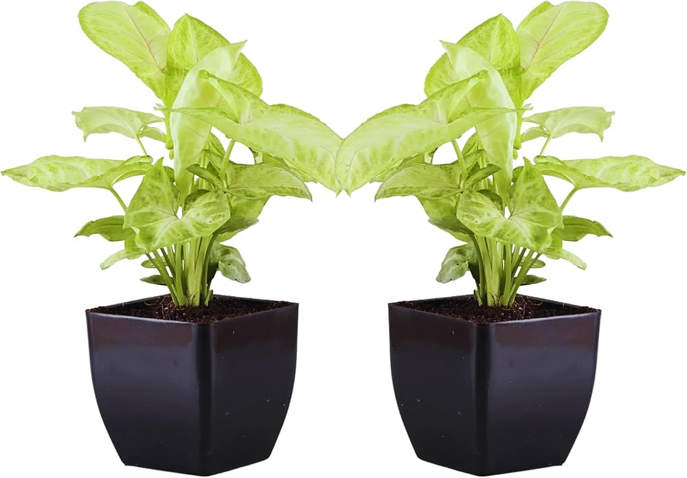 Double Syngonium Live Indoor Plant Combo In Black Pot